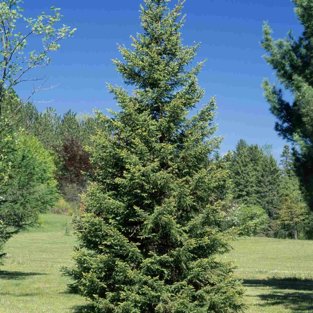 Ель обыкновенная