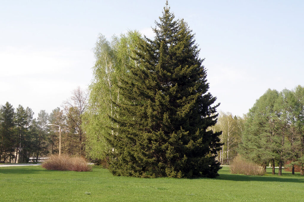 Ель сибирская