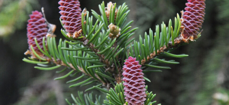 Ель сибирская