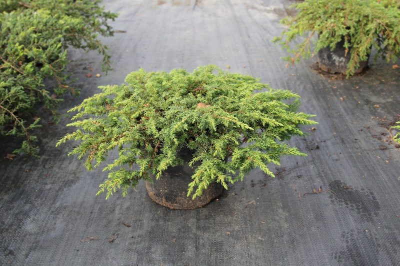 Использование можжевельника в медицине