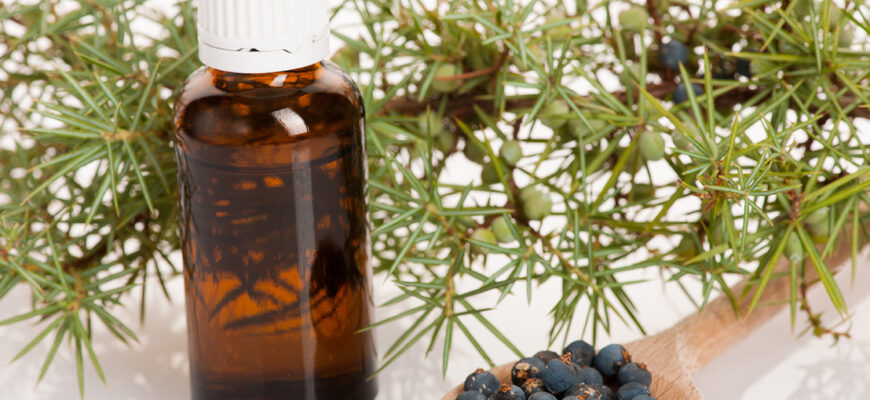 Использование можжевельника в медицине