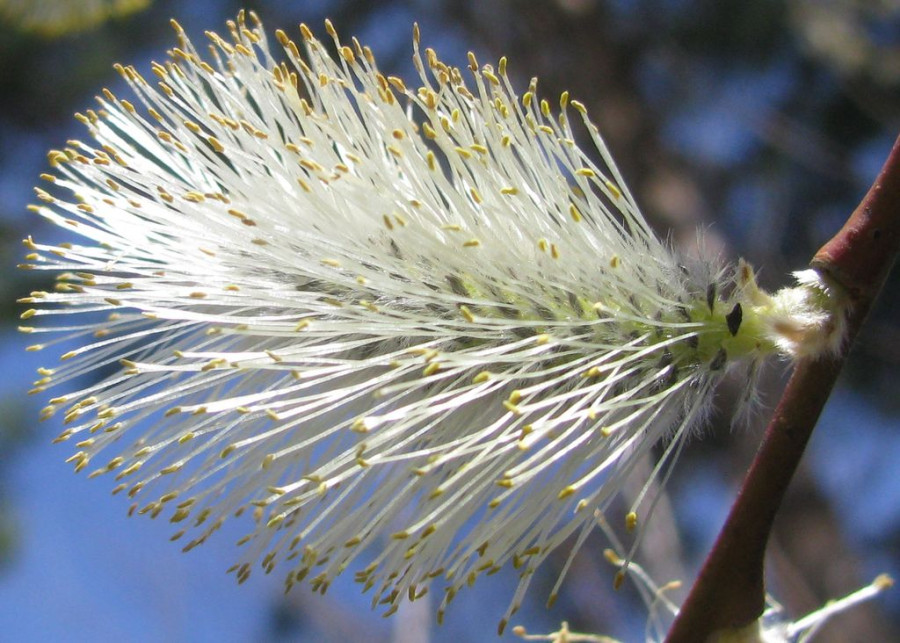 Ива остролистная