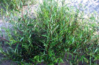 Ива остролистная