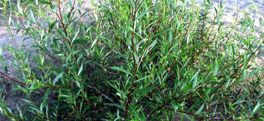 Ива остролистная