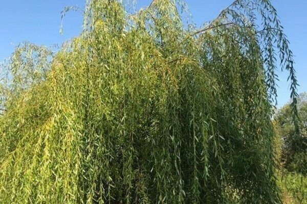 Ива росистая