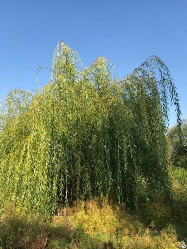 Ива росистая