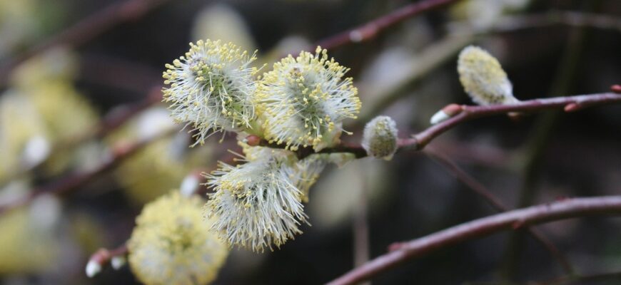 Ива сердцевиднолистная