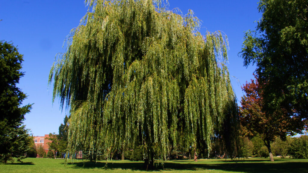 Ива сердцевиднолистная