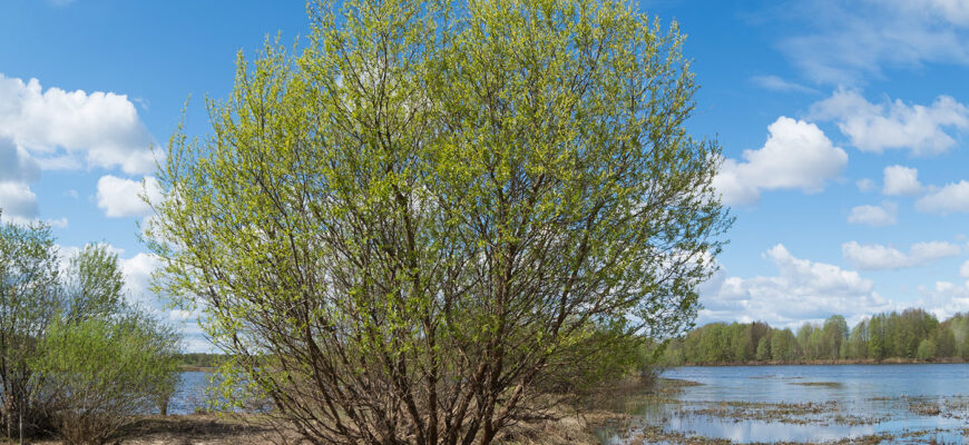 Ива волчниковая