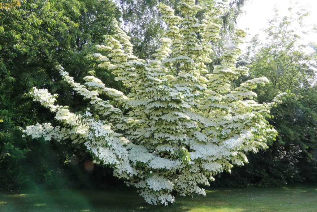 Кизил спорный