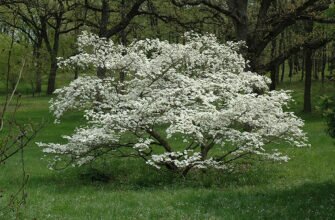 Кизил спорный