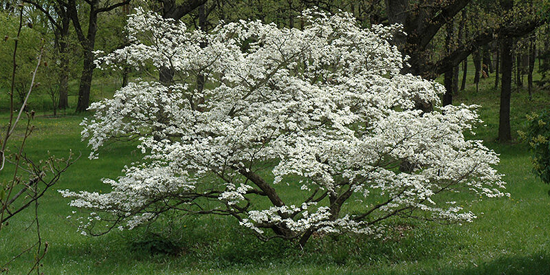 Кизил спорный