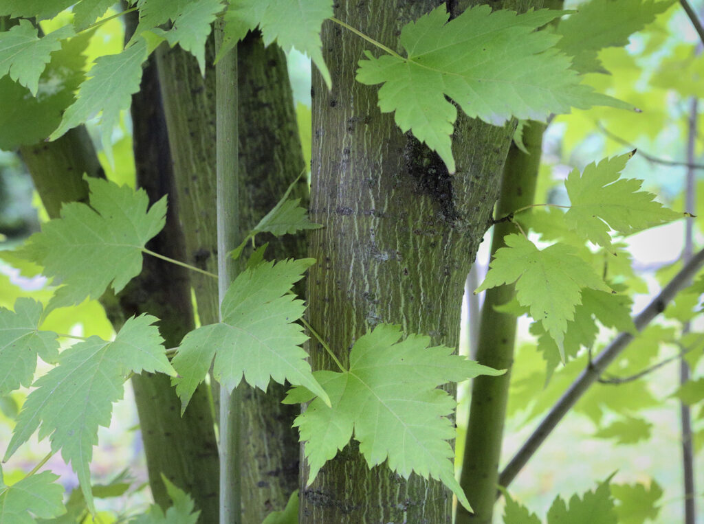 Клён бородатый