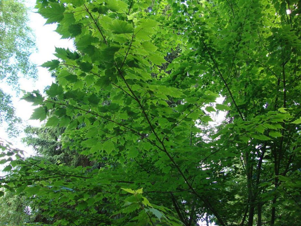 Клён бородатый