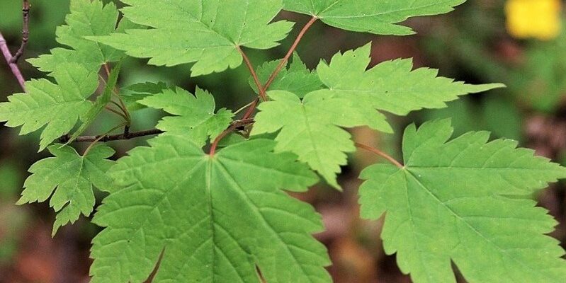 Клён бородатый