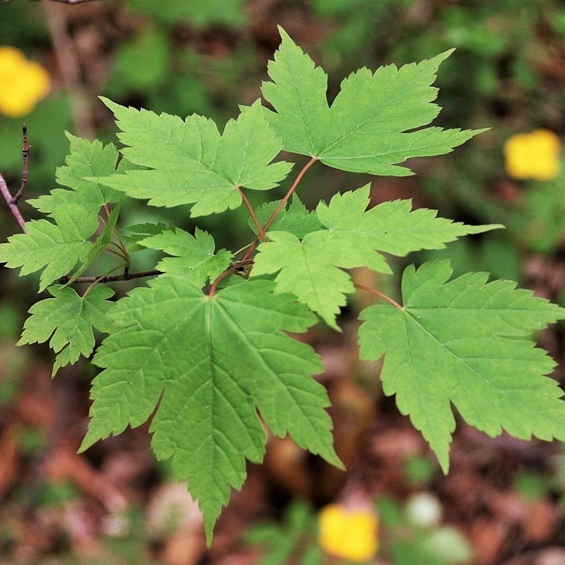 Клён бородатый