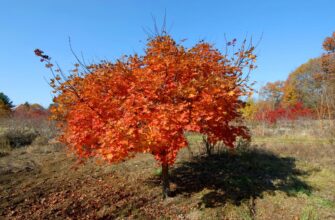 Клён ложнозибольдов