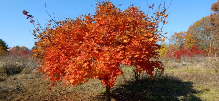 Клён ложнозибольдов