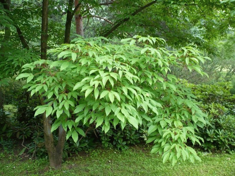 Клён маньчжурский