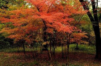 Клён маньчжурский