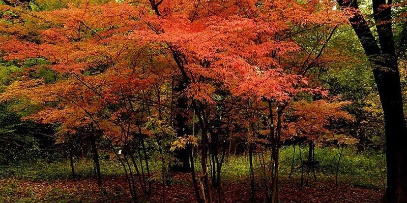 Клён маньчжурский