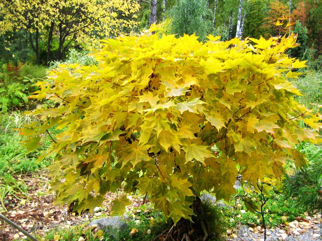 Клён мелколистный