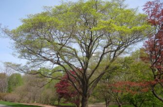 Клён мелколистный