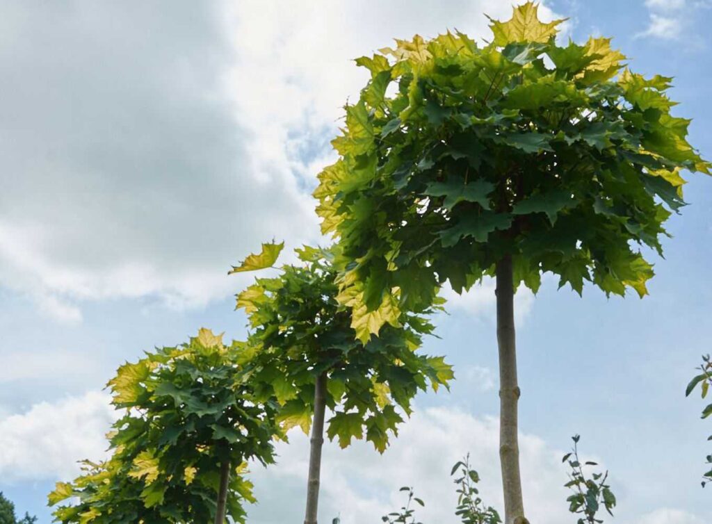 Клён остролистный