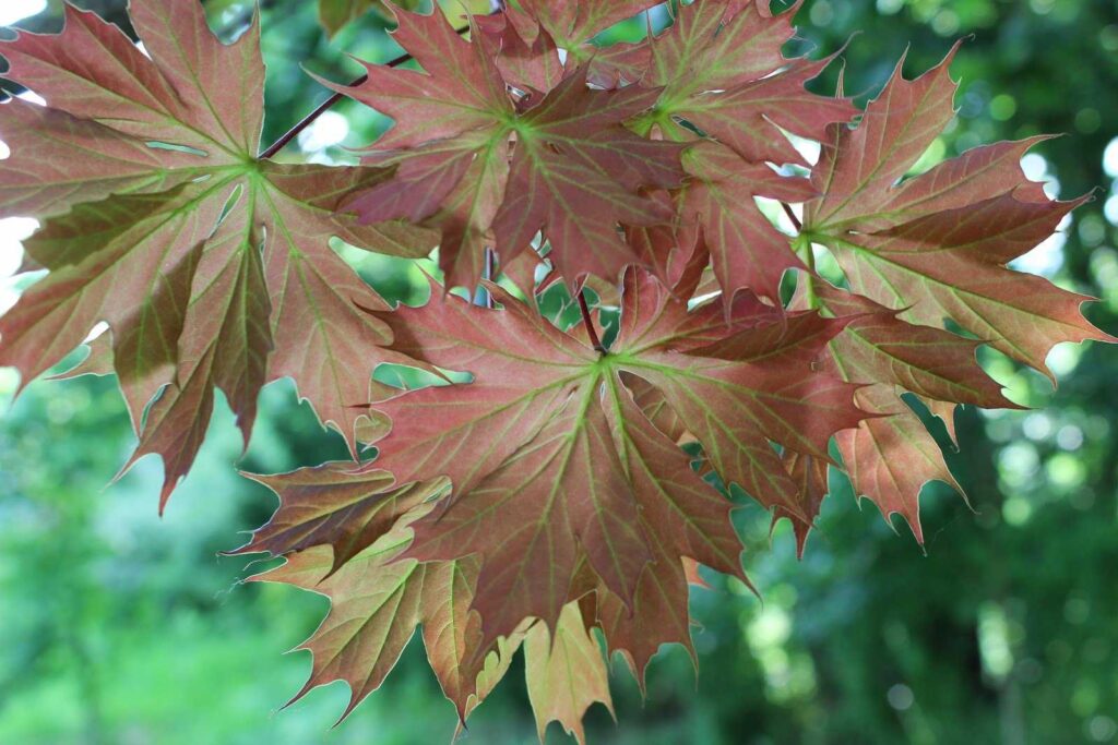 Клён остролистный