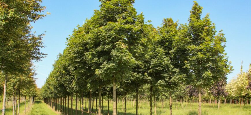 Клён остролистный