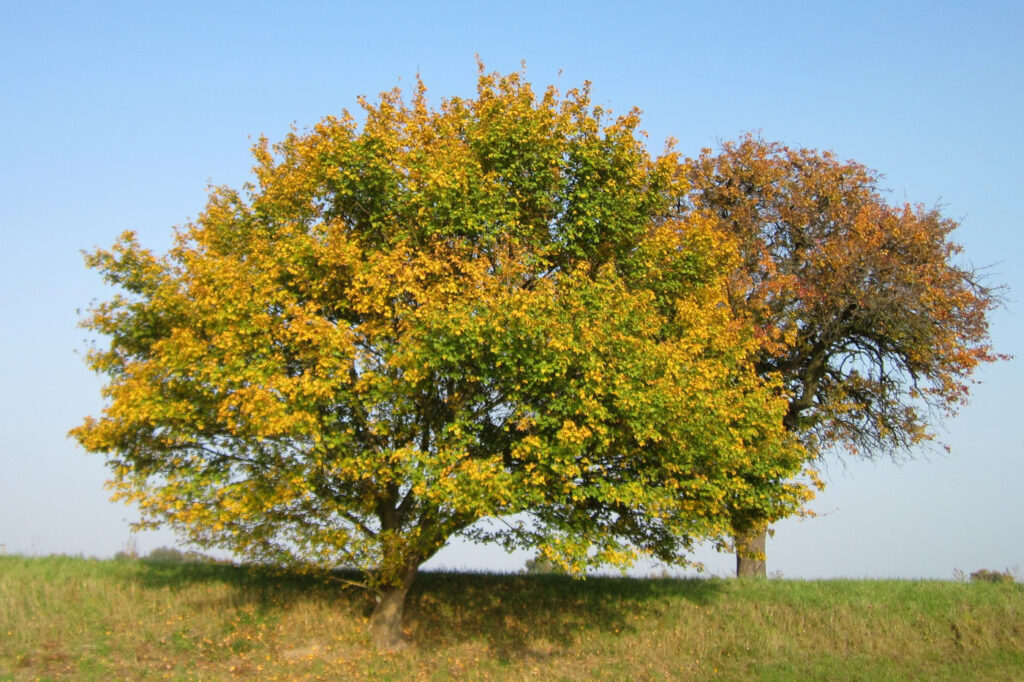 Клён полевой