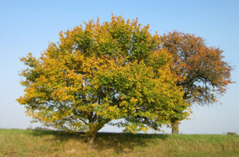 Клён полевой