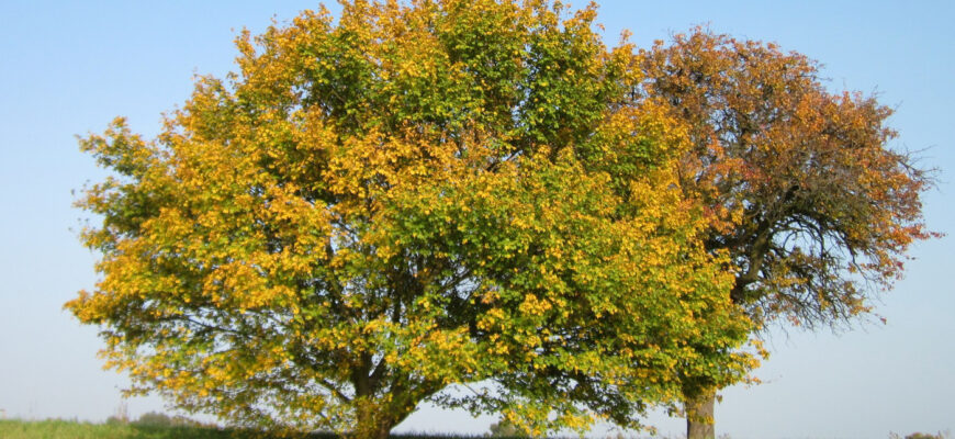 Клён полевой