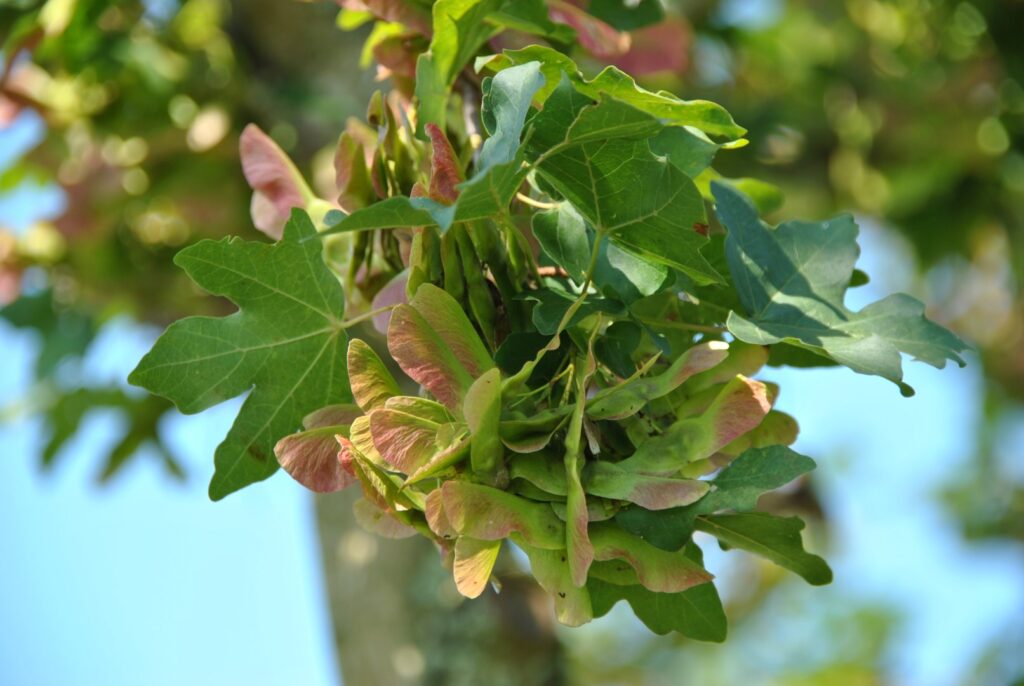 Клён полевой