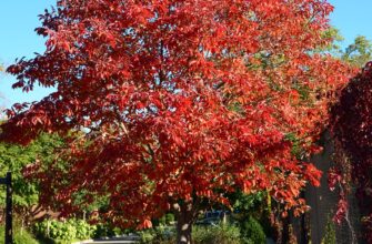 Клён приречный