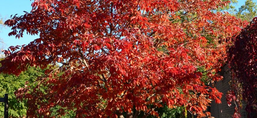 Клён приречный