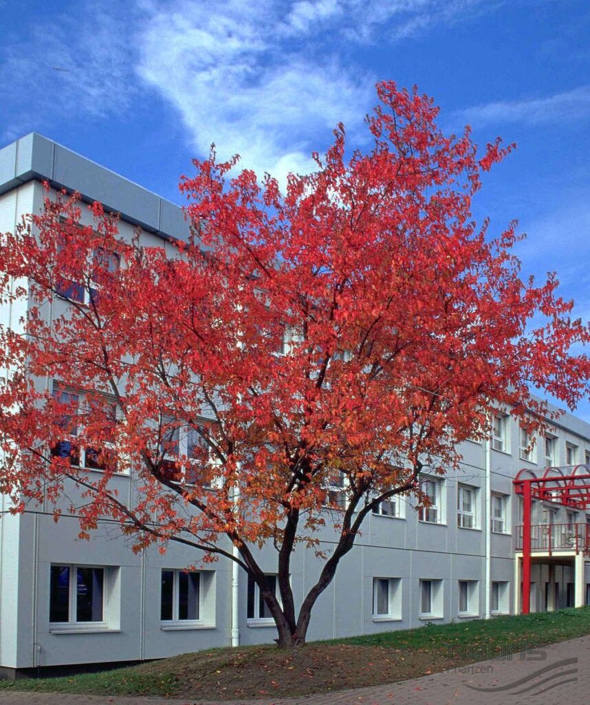 Клён приречный