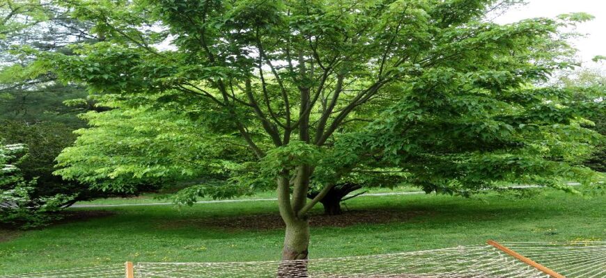 Клён зеленокорый