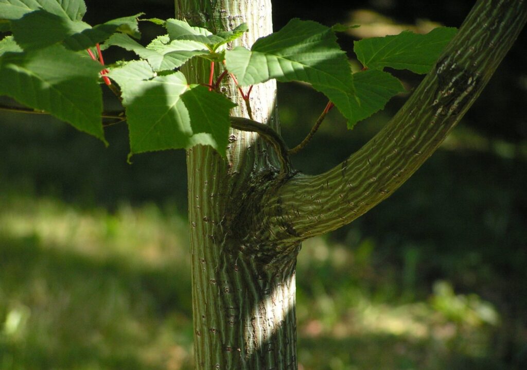 Клён зеленокорый