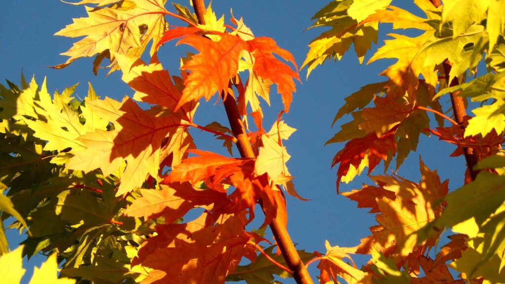 Клён жёлтый