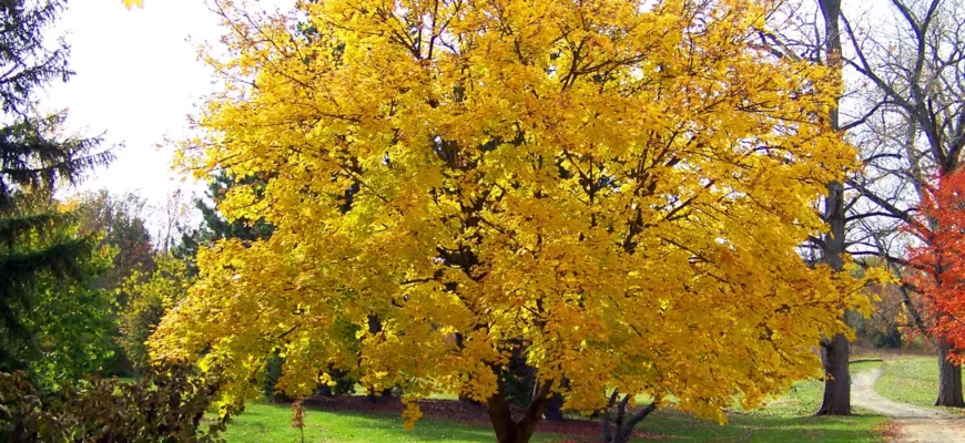 Клён жёлтый