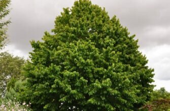 Лещина древовидная