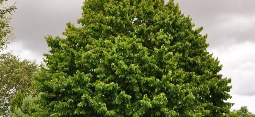 Лещина древовидная