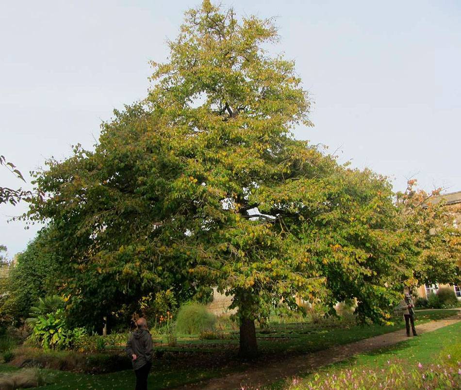 Лещина древовидная