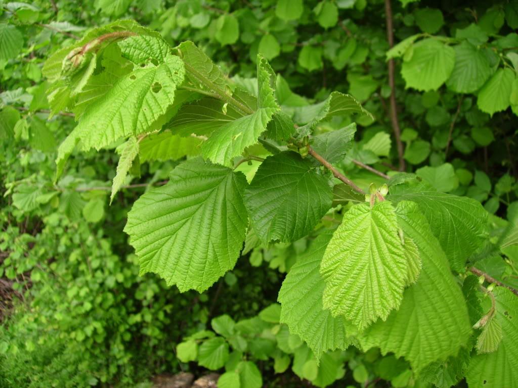 Лещина обыкновенная