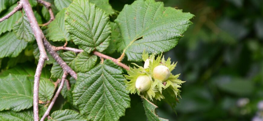 Лещина обыкновенная