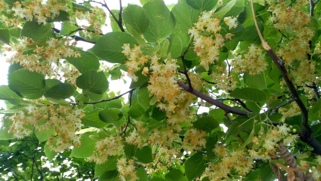 Липа Нащокина