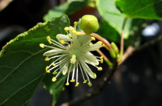 Липа Нащокина