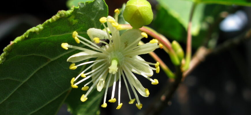 Липа Нащокина