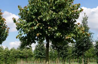 Липа европейская